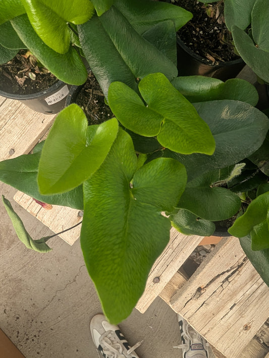 Heart Fern (4")