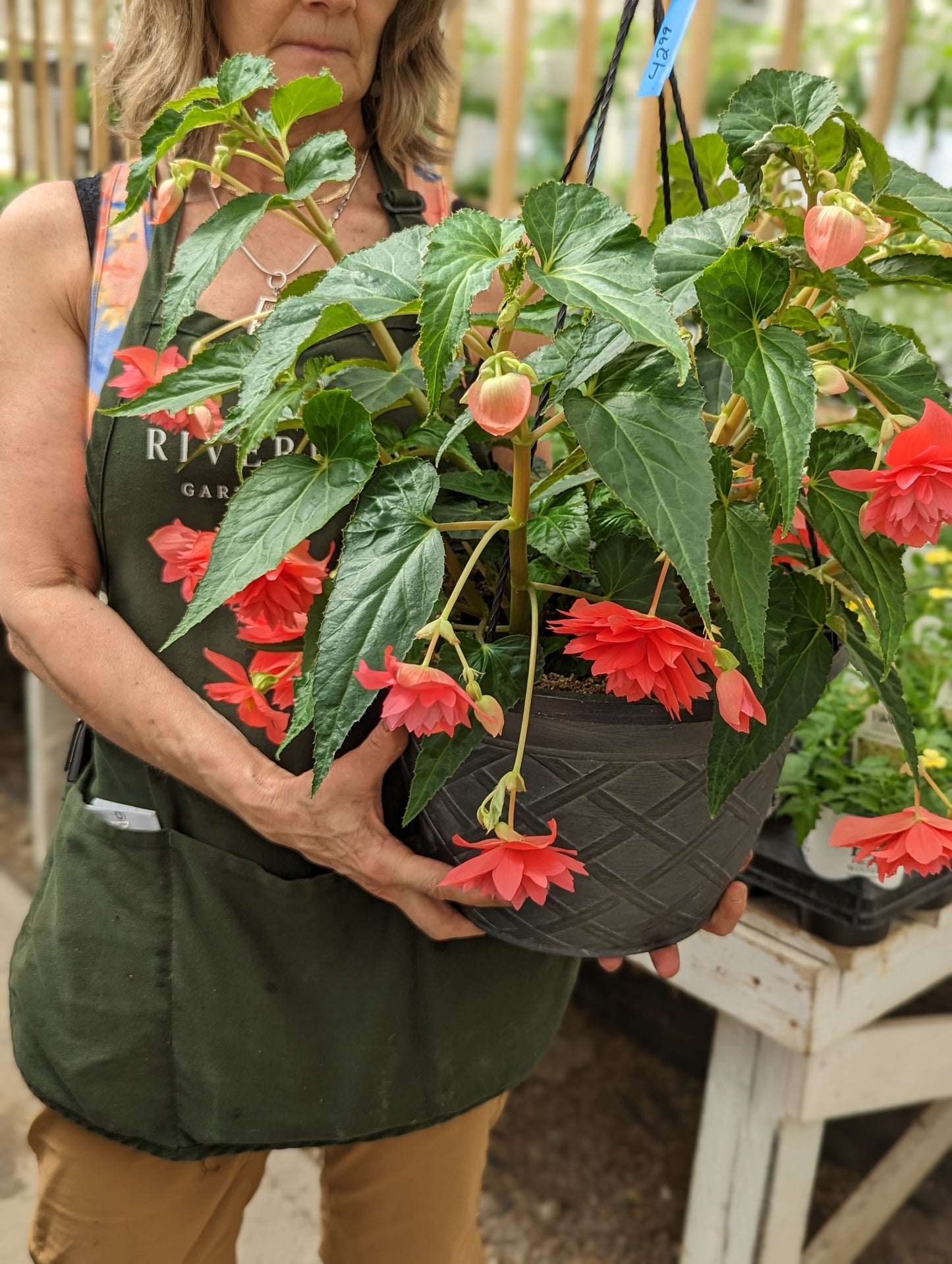 Belleconia Rose Begonia (Proven Winners)