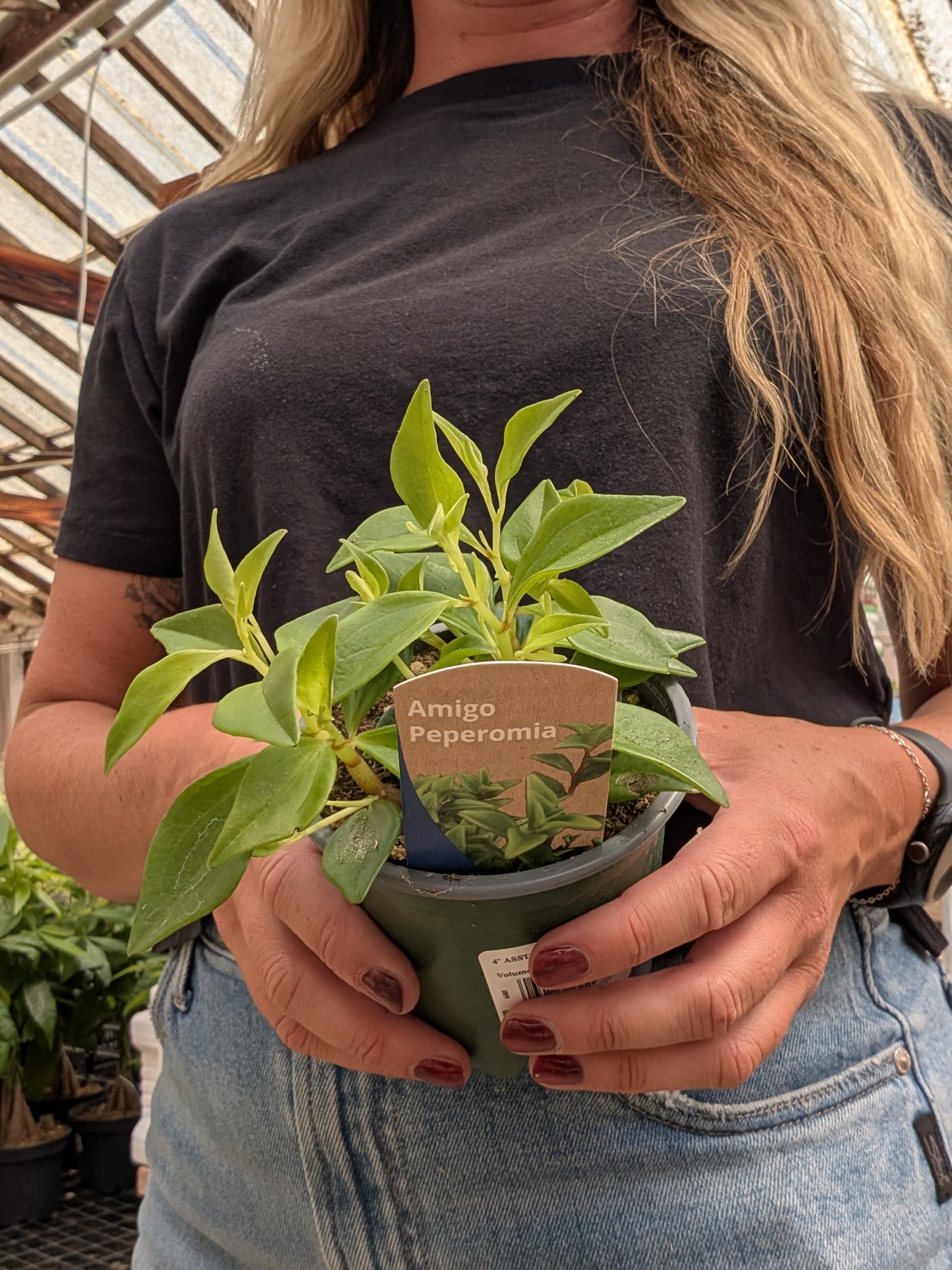 Amigo Peperomia (4")