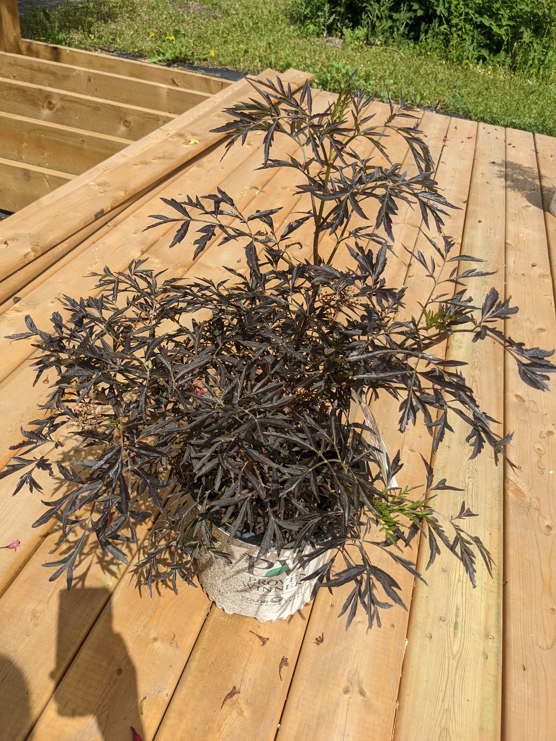 black lace plant in a pot Black Lace Elderberry – Riverdene Garden Centre