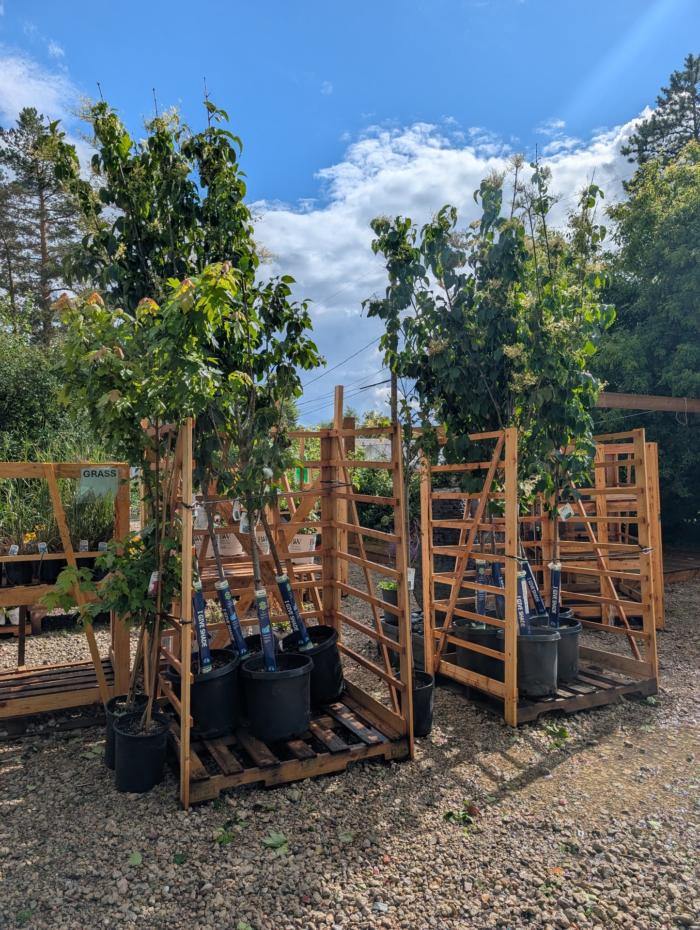 Ivory Silk Japanese Tree Lilac