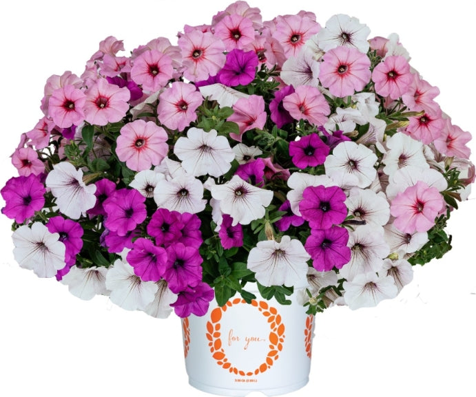 Shades of Pink Hanging Basket