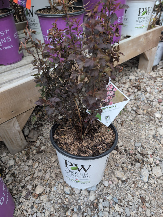 Tiny Wine Ninebark