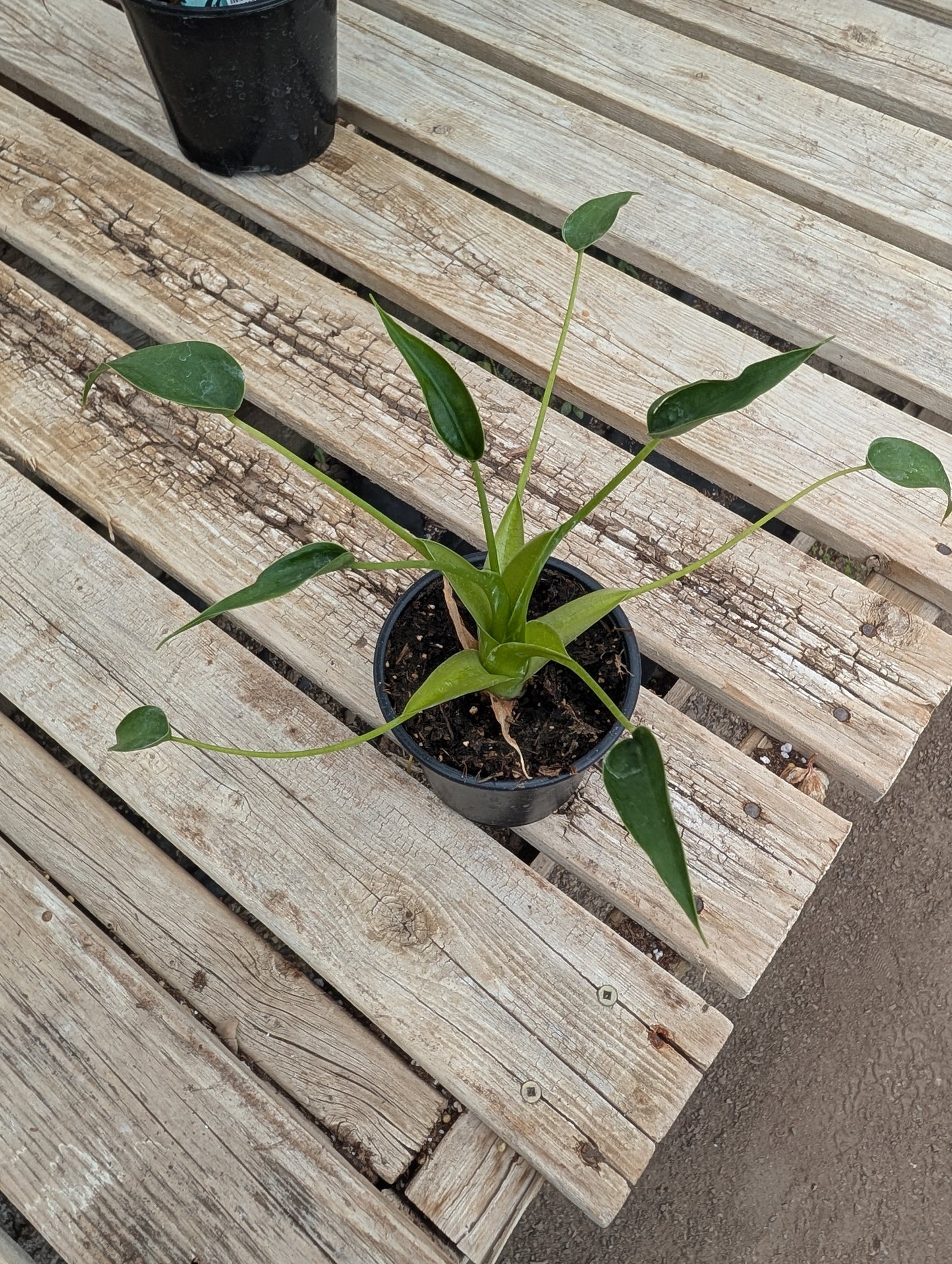 Tiny Dancer Alocasia (4")