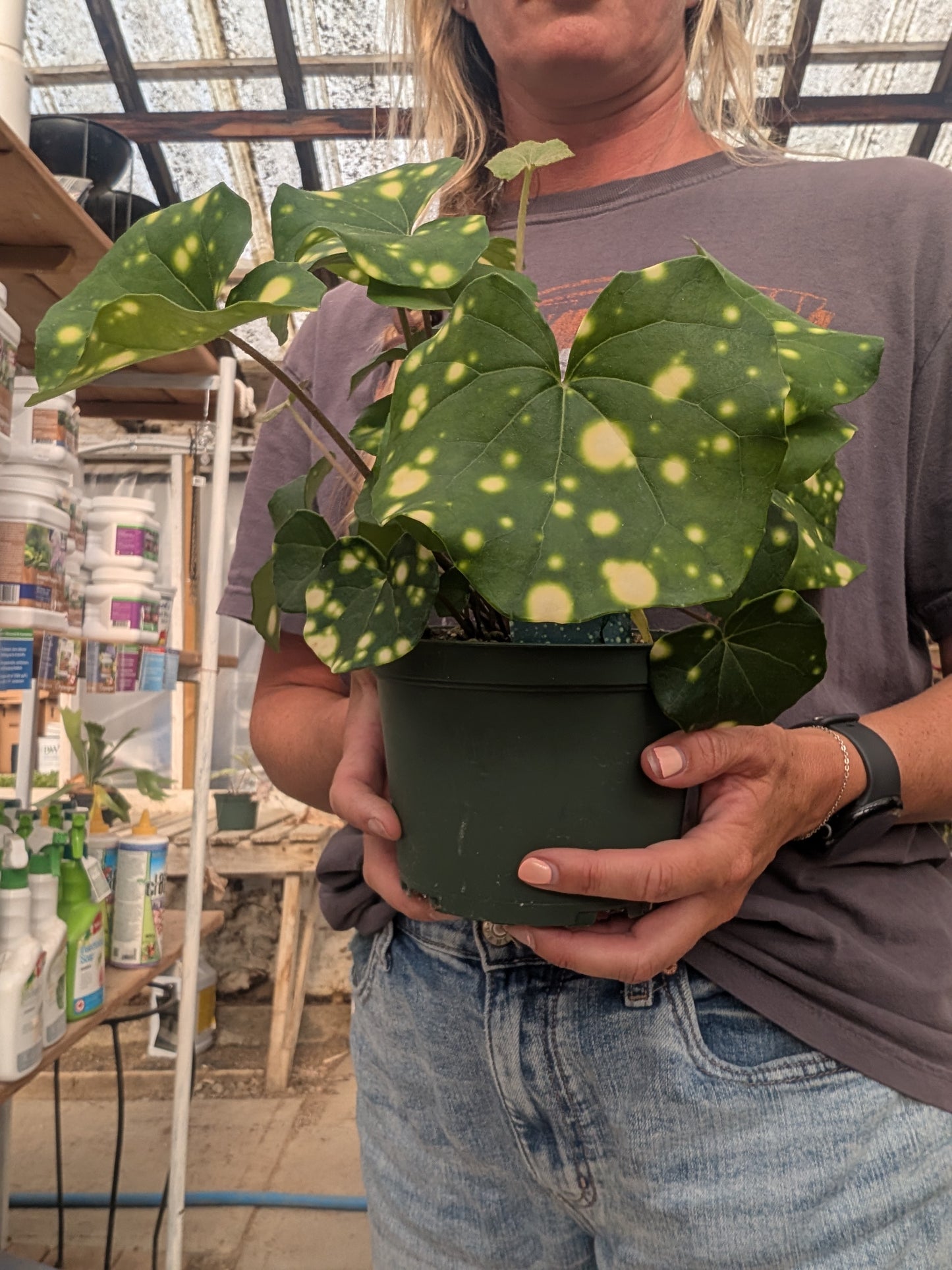 Leopard Plant Gigantea Variegated (6")