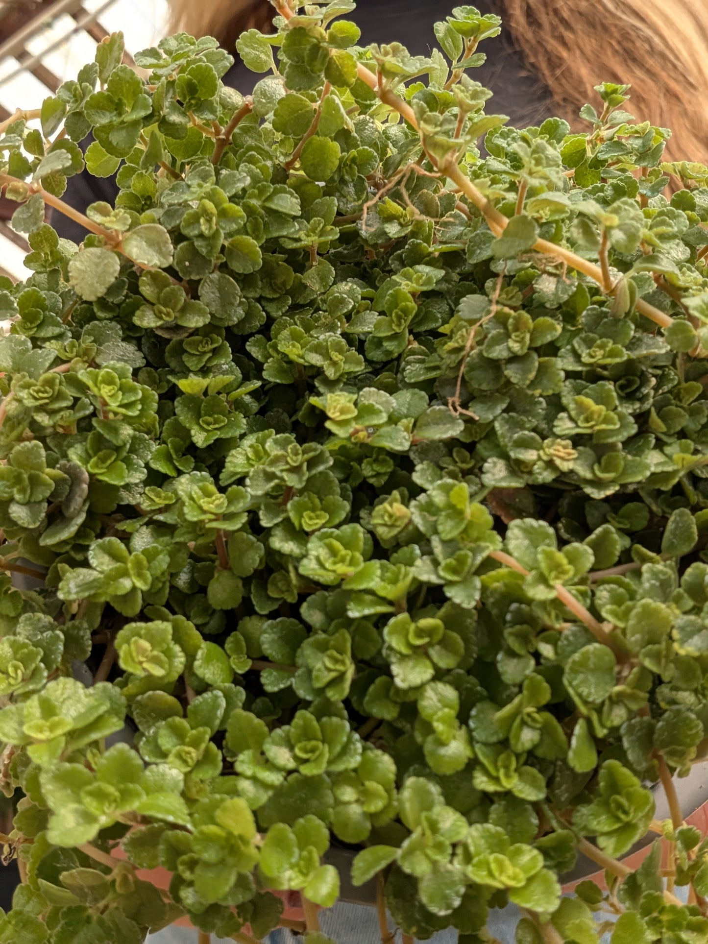 Pilea Sao Paulo (4")