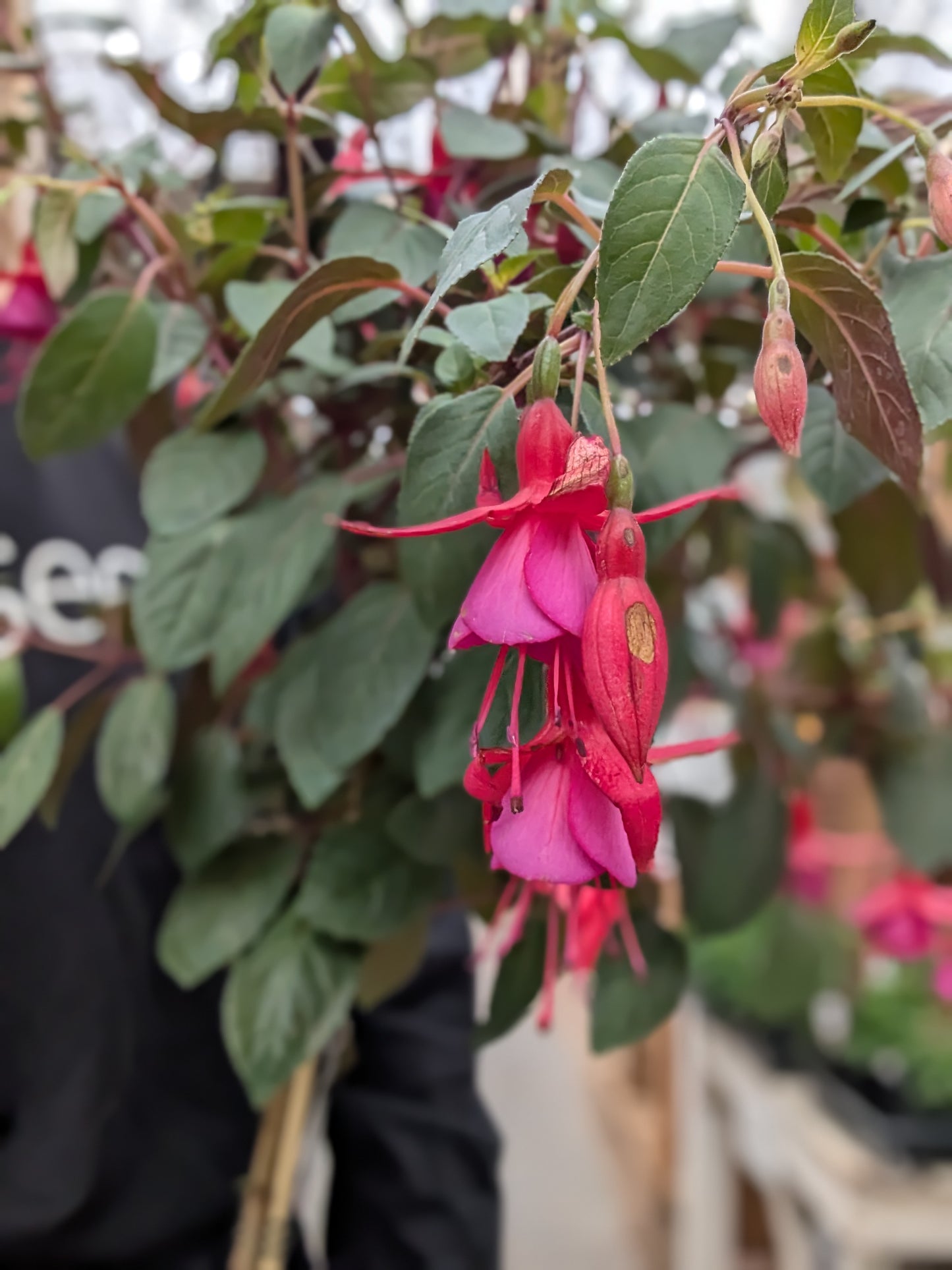 'Display' Fuchsia Standard