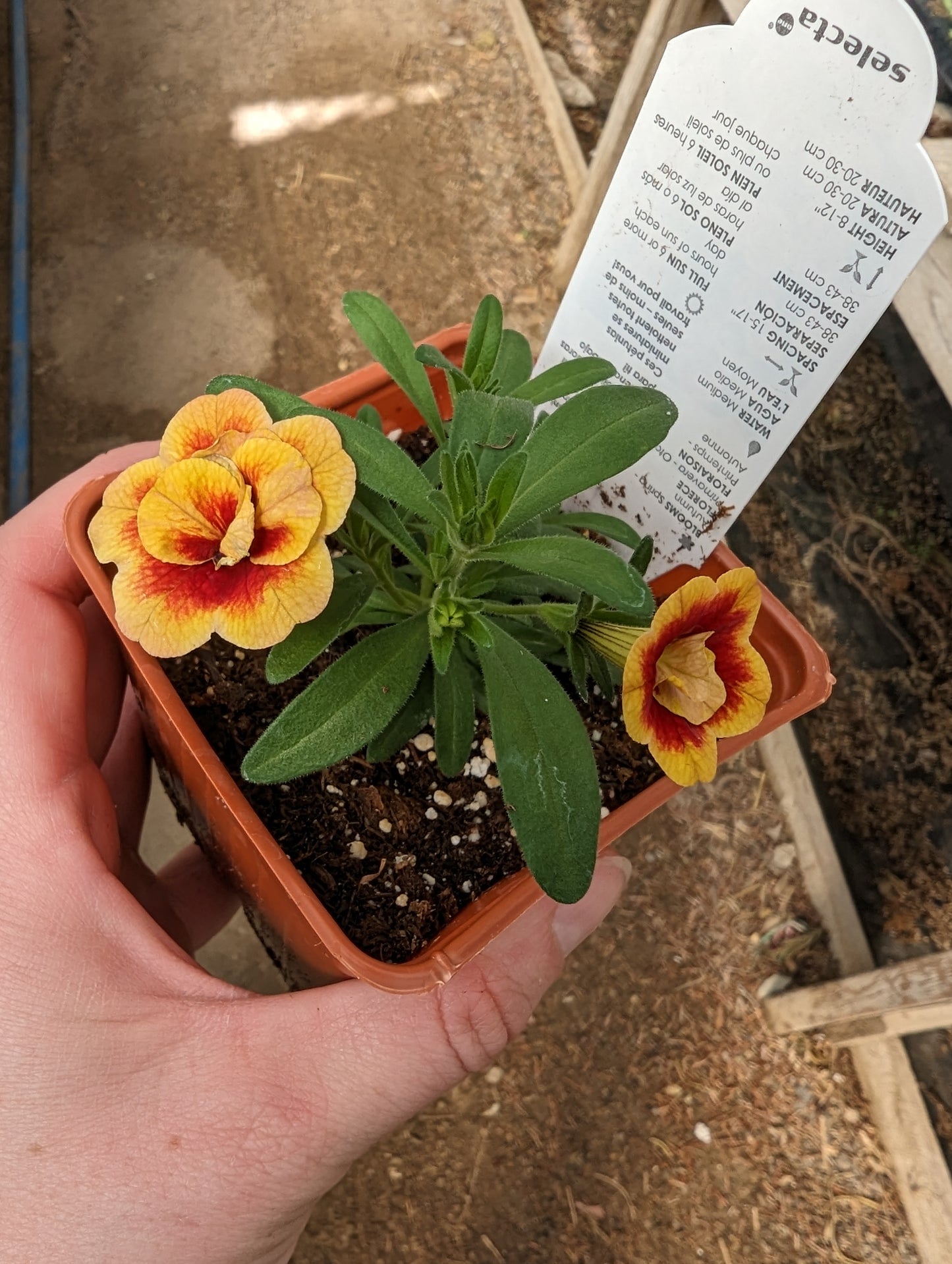MiniFamous Neo Double Calibrachoa Orangetastic