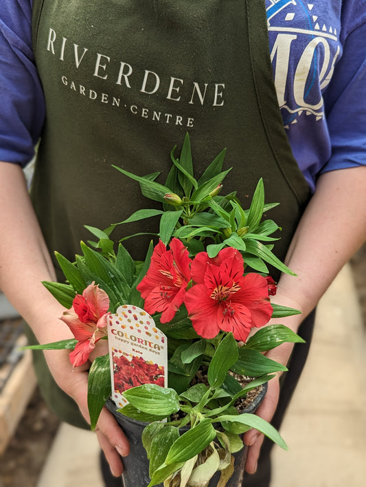 Alstroemeria Colorita Kate