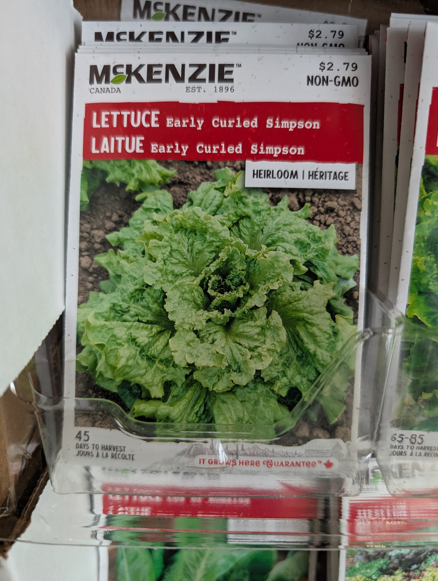 Early Curled Simpson Lettuce