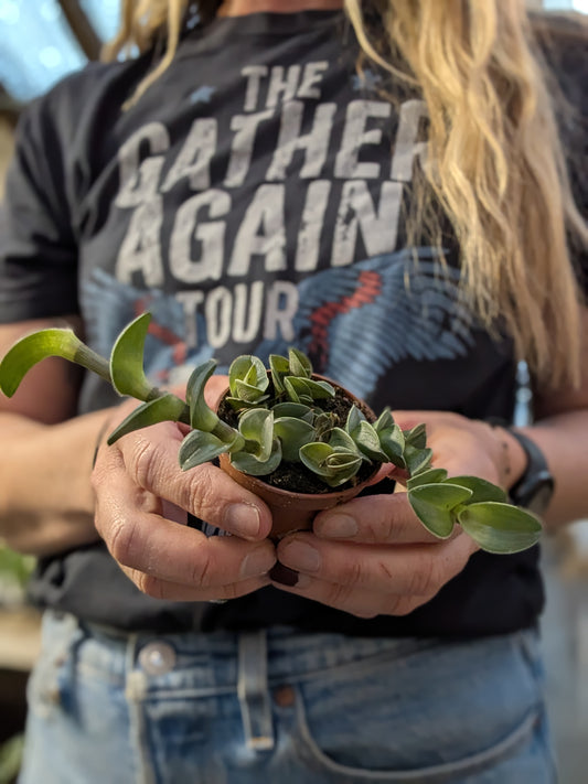 Chain Plant