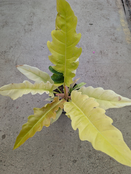Golden Crocodile Philodendron (6")