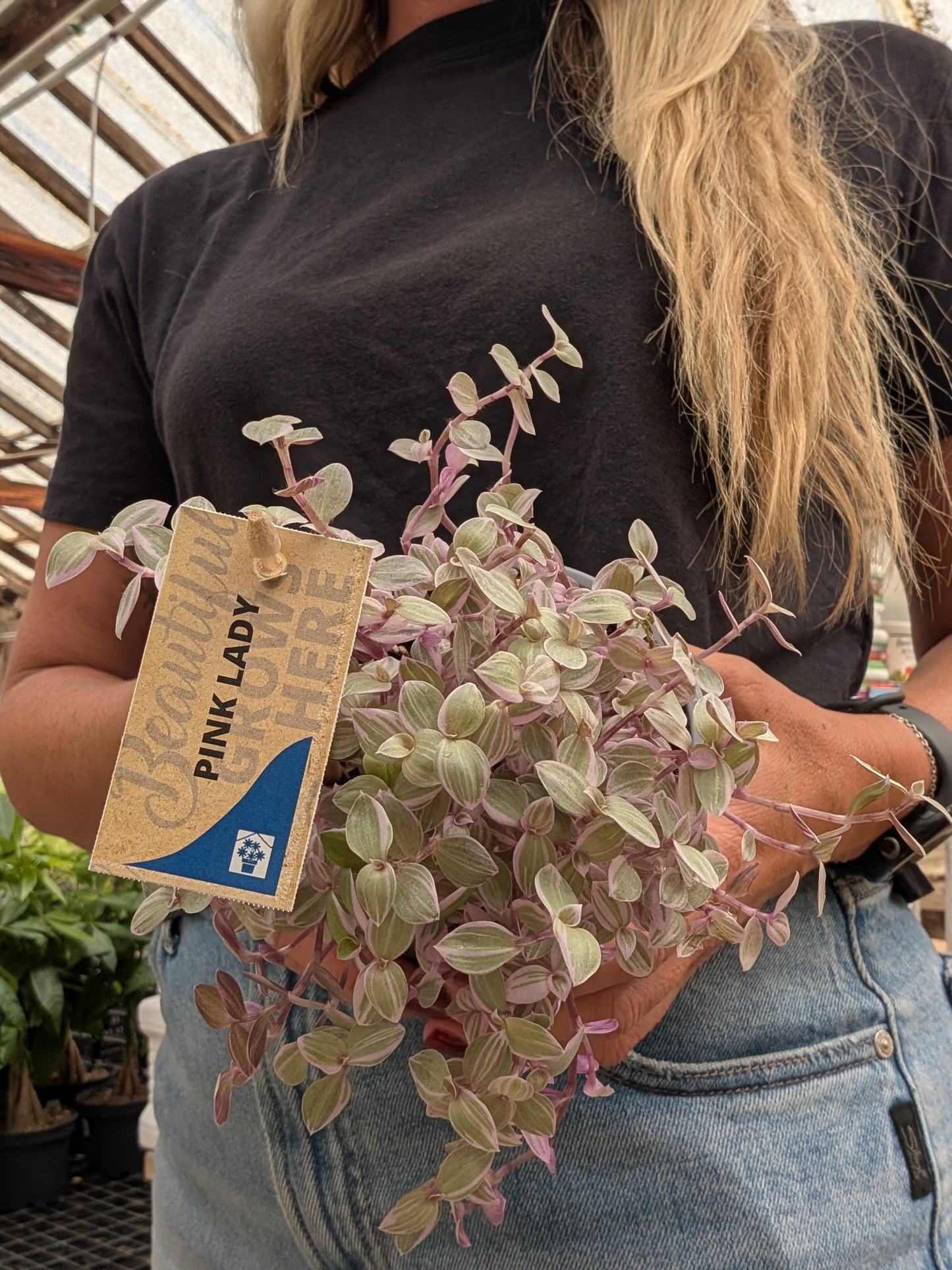 Callisia Pink Lady (4")