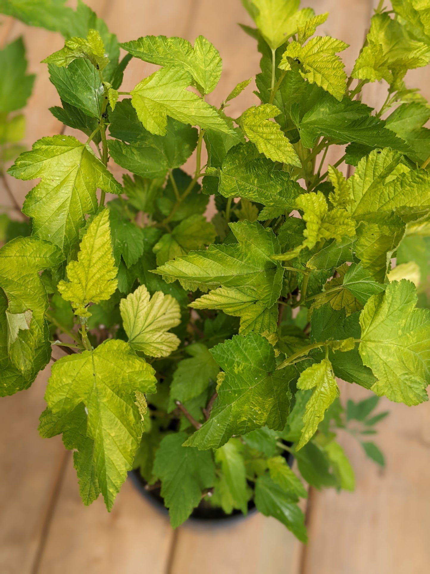 Dart's Gold Ninebark