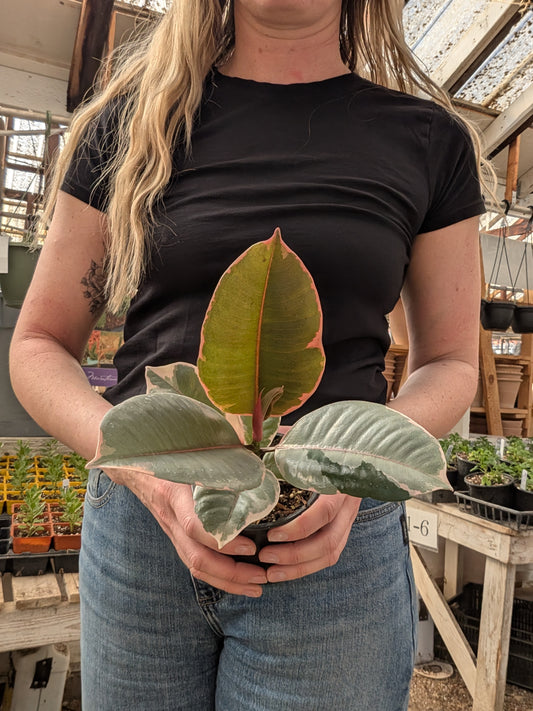 Ficus Elastica Ruby
