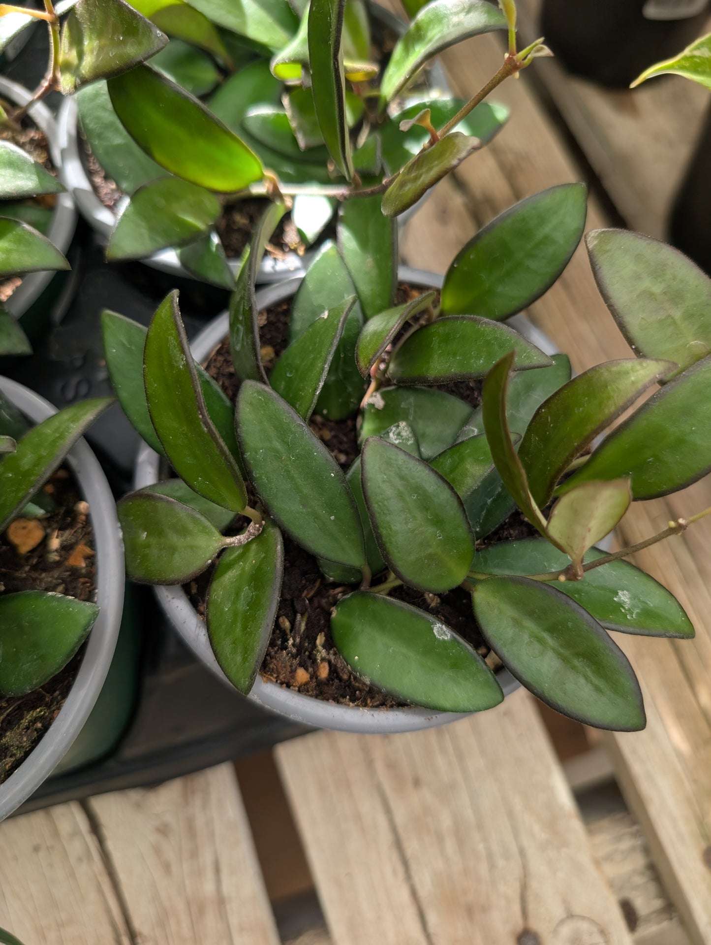 Hoya Rosita (4")