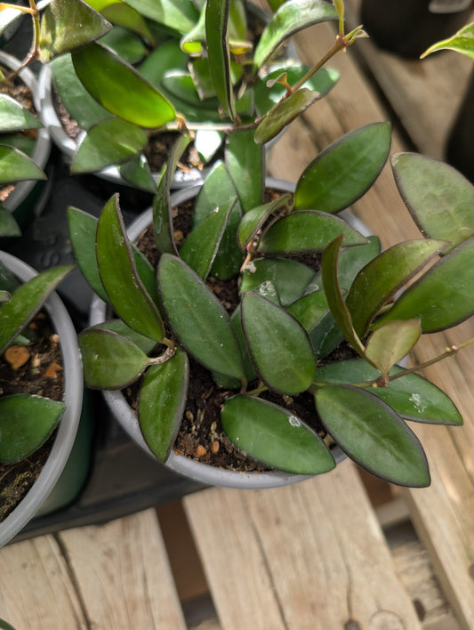 Hoya Rosita (4")