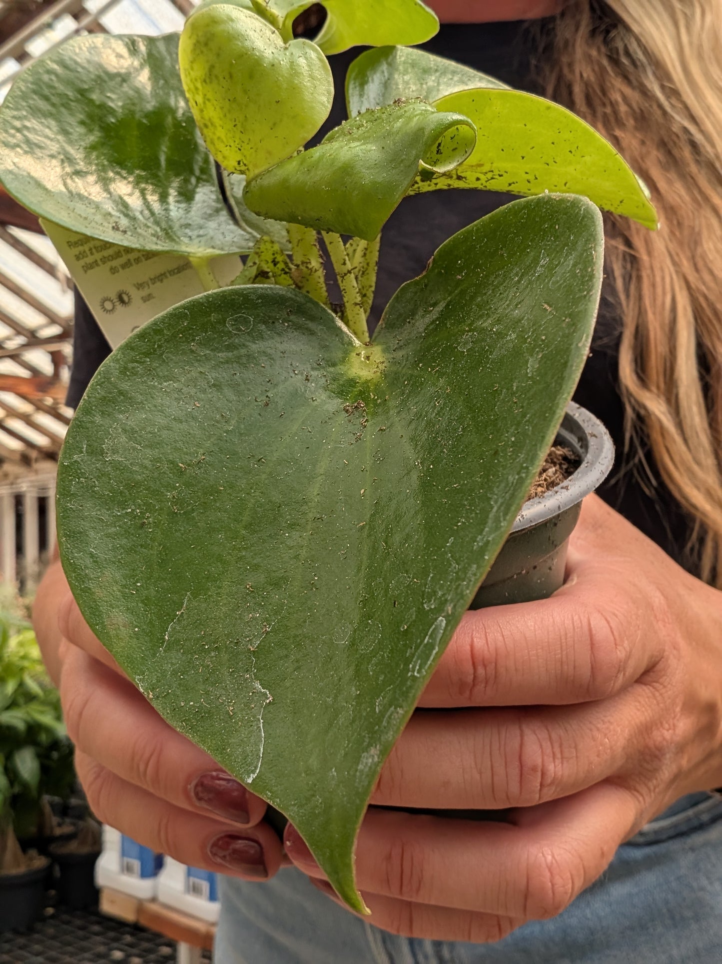 Raindrop Peperomia (4")