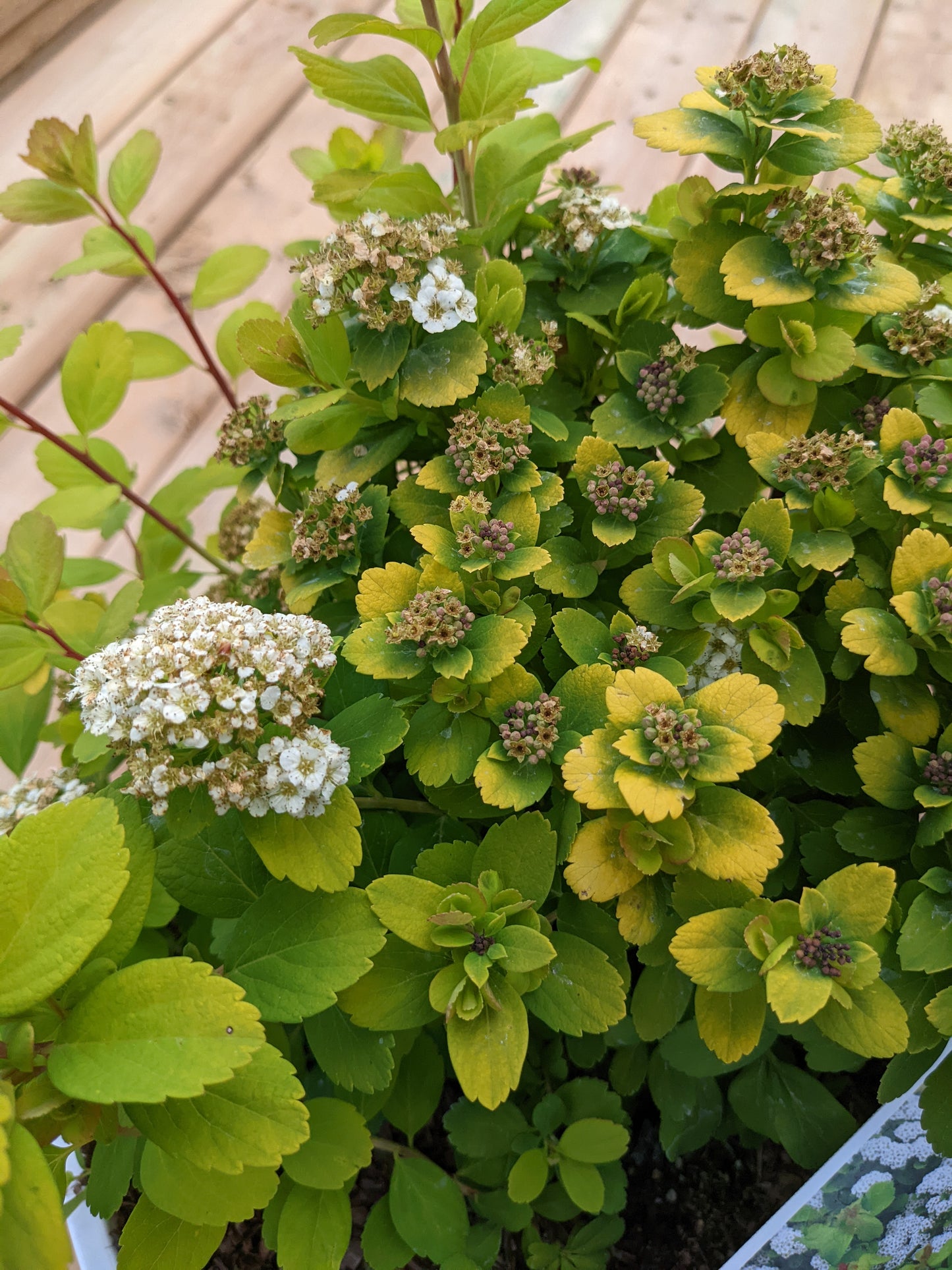Glow Girl Birchleaf Spirea (Proven Winners)