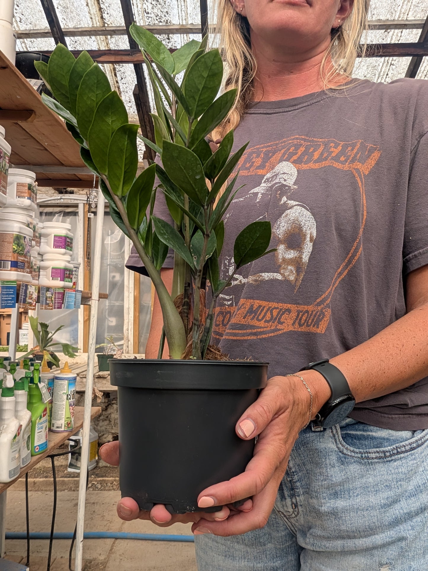 ZZ Plant (6")