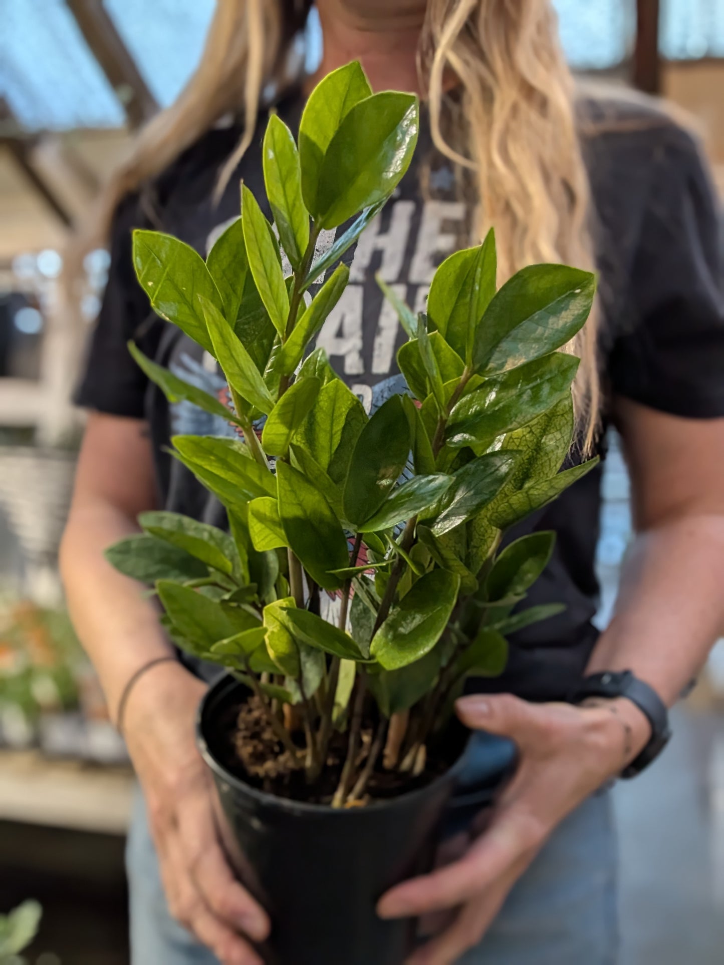 Chameleon ZZ Plant
