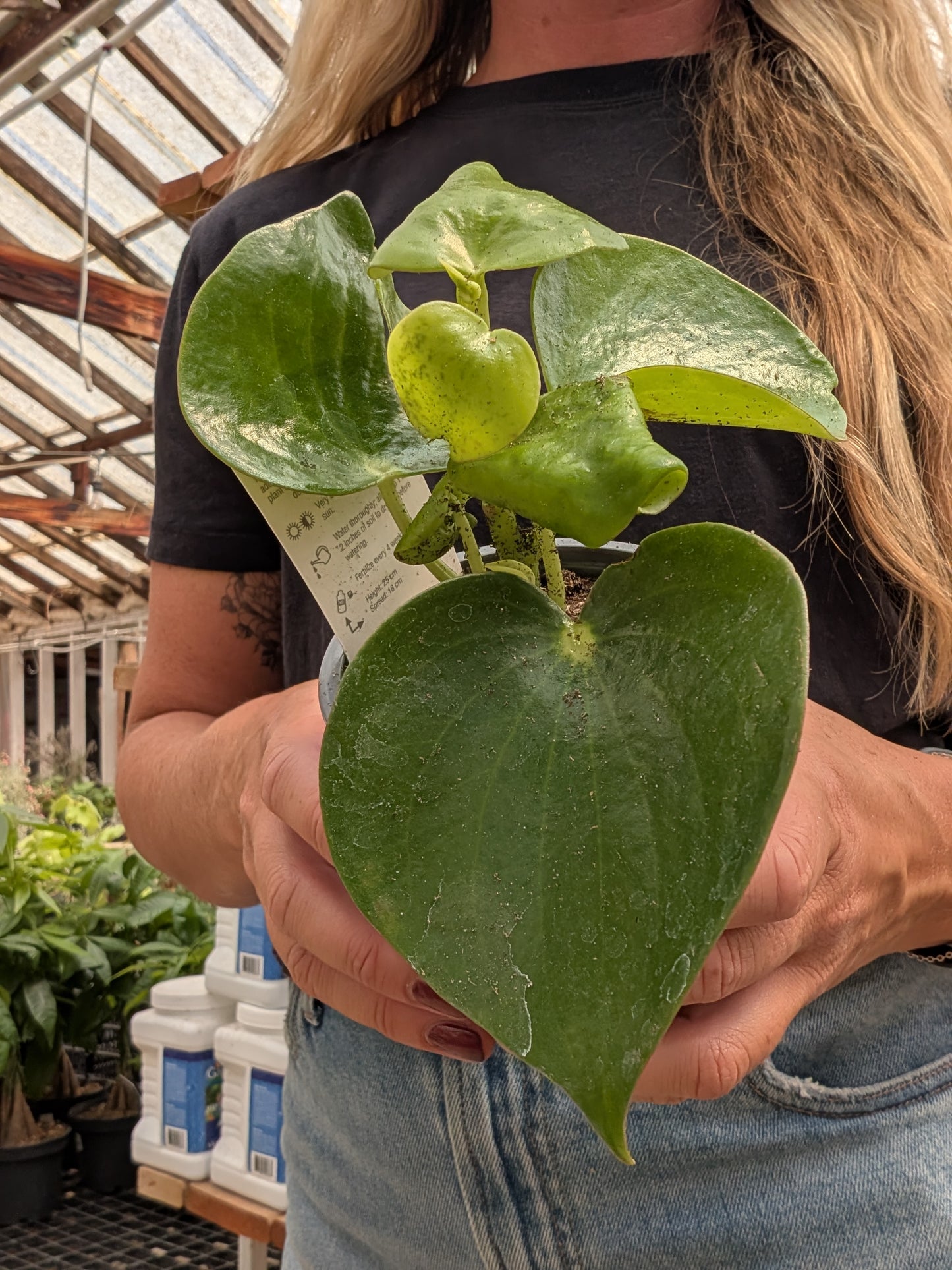 Raindrop Peperomia (4")