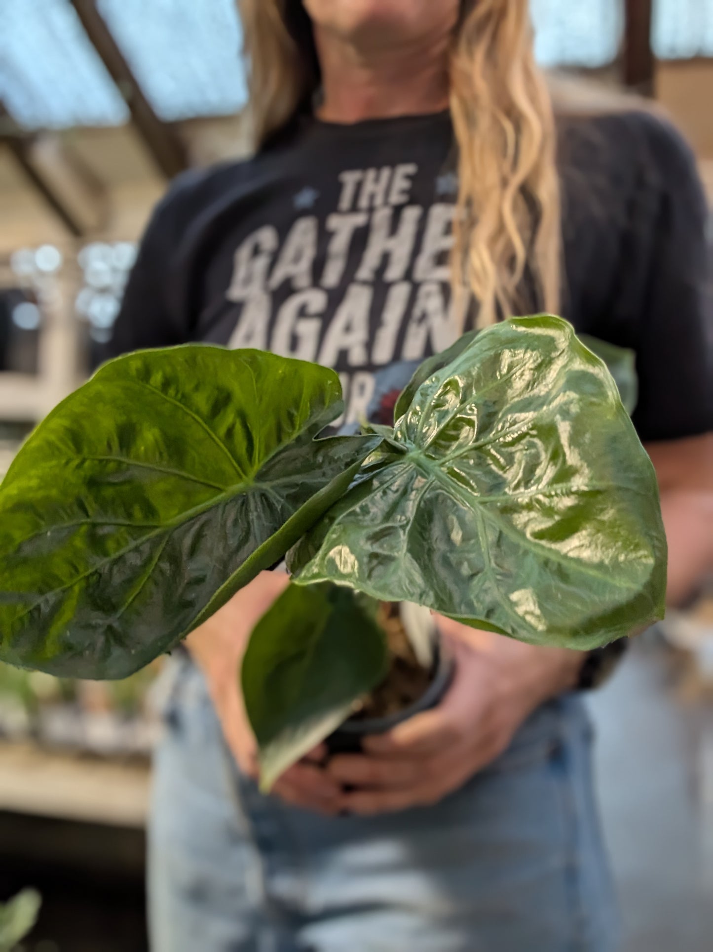 Alocasia Macchrohiza