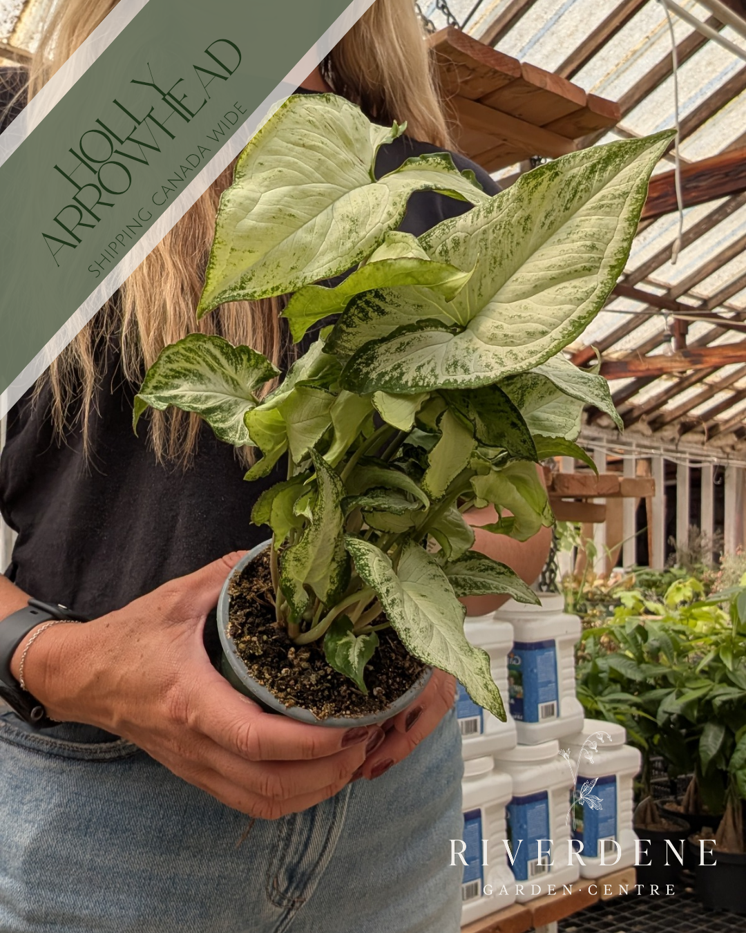 Holly Arrowhead Plant (4")