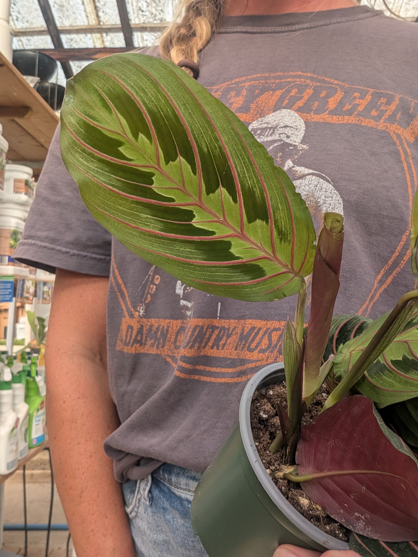 Maranta Red (4")