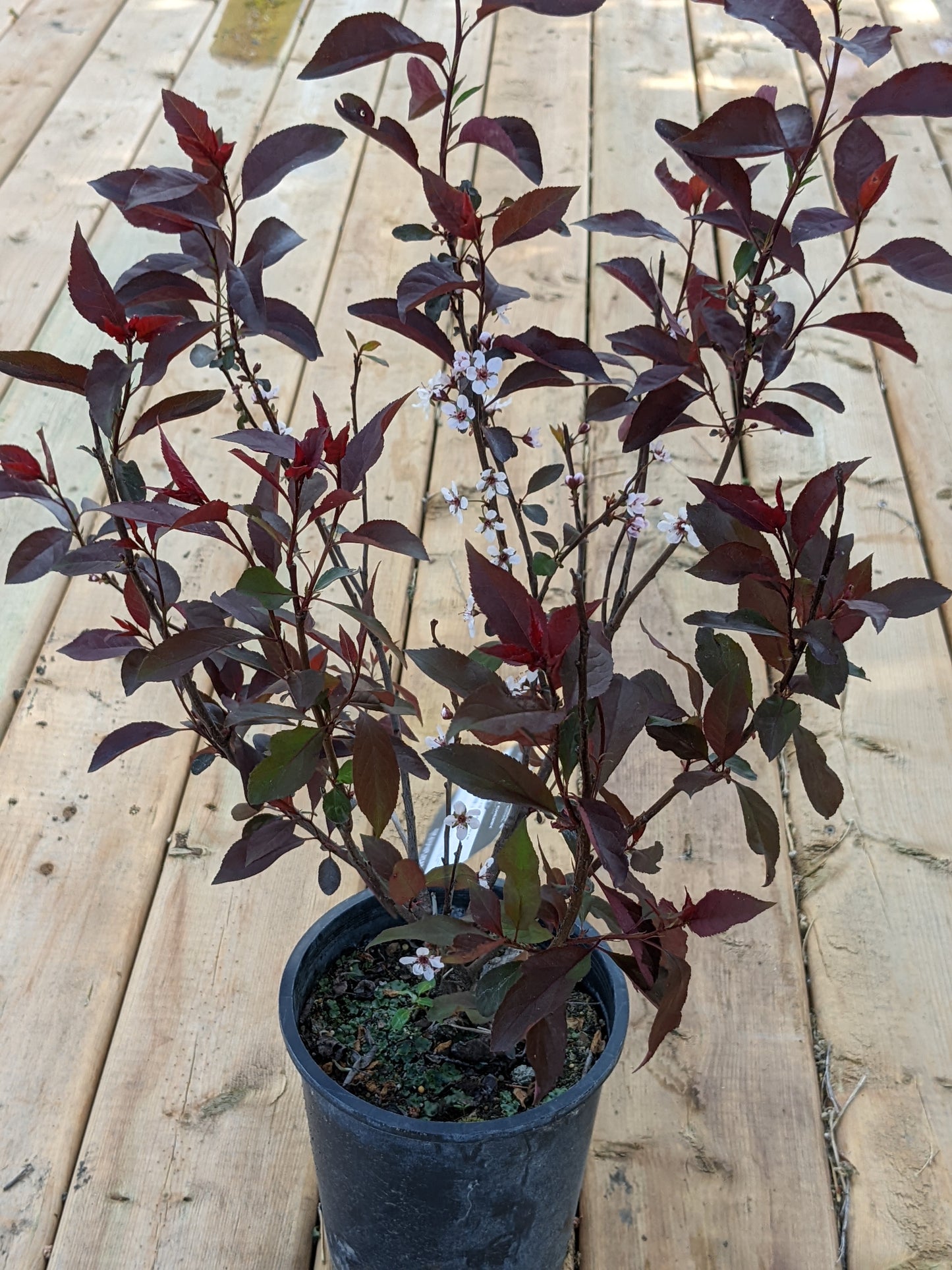 Purple Leaf Sand Cherry