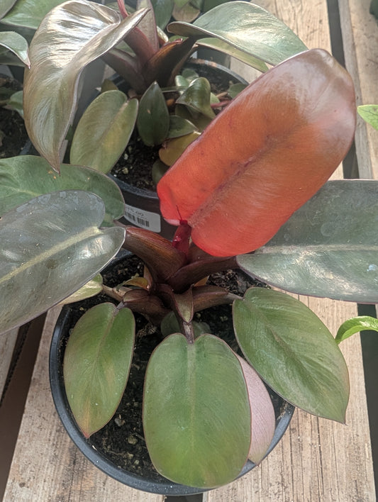 Black Cardinal Philodendron (4")
