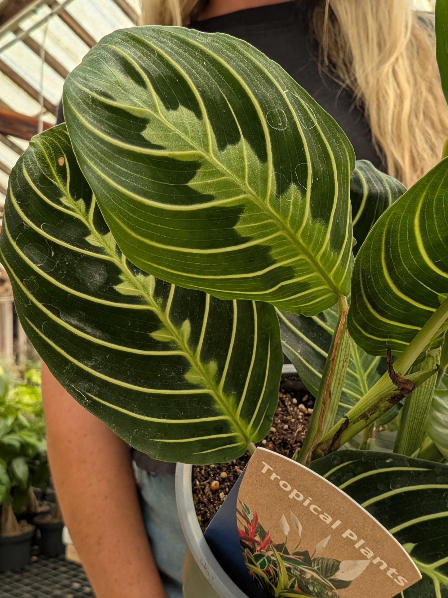 Maranta Lemon Prayer (4")
