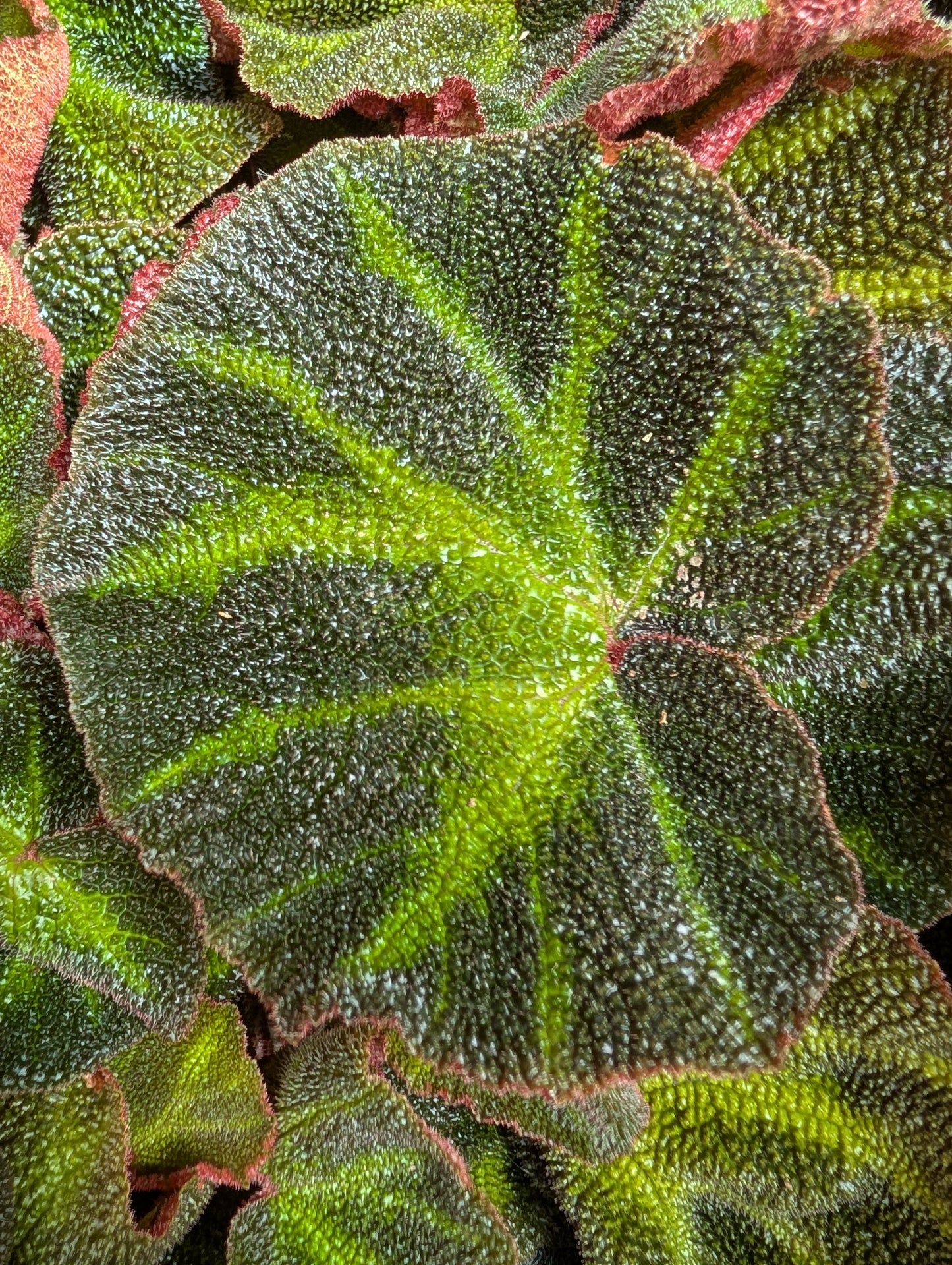Begonia Rex Soli Mutata (4")