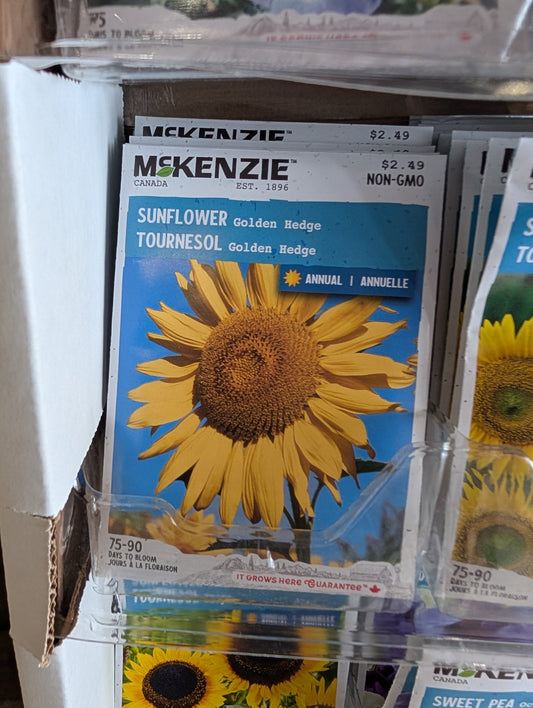 Golden Hedge Sunflower