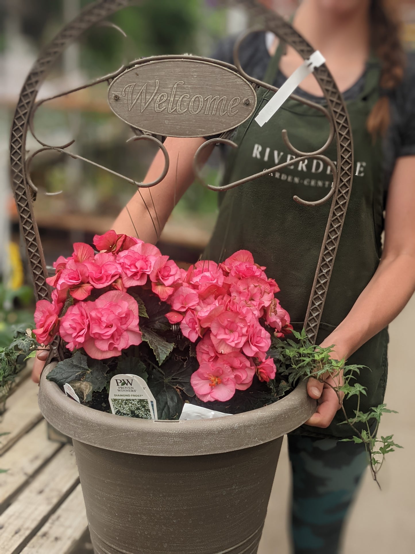 Solenia Dusty Rose Begonia
