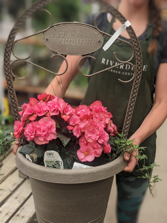 Solenia Dusty Rose Begonia