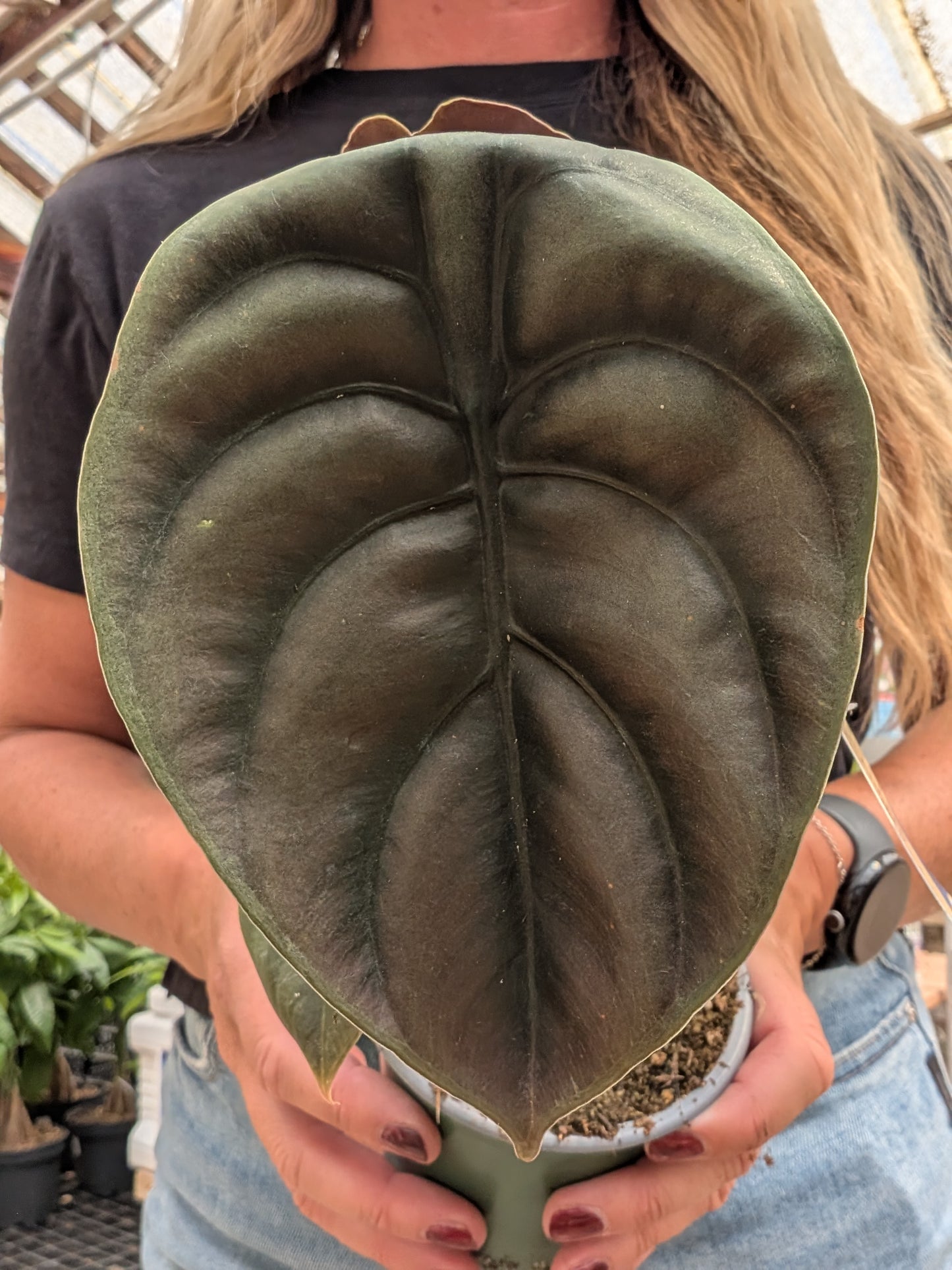 Alocasia Red Secret (4")
