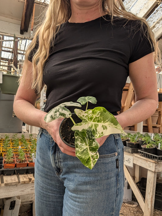 Alocasia Frydek variegata