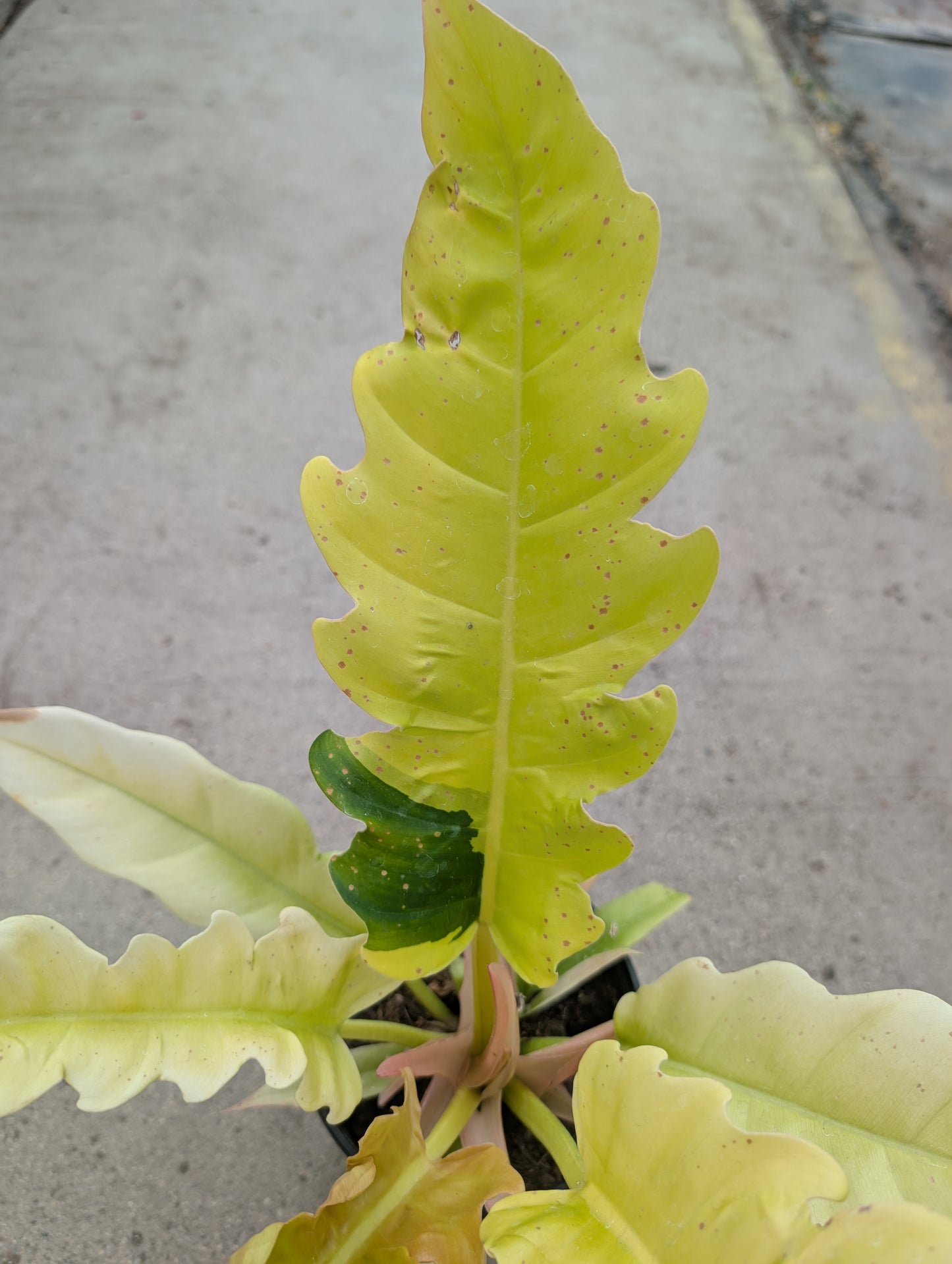 Golden Crocodile Philodendron (6")