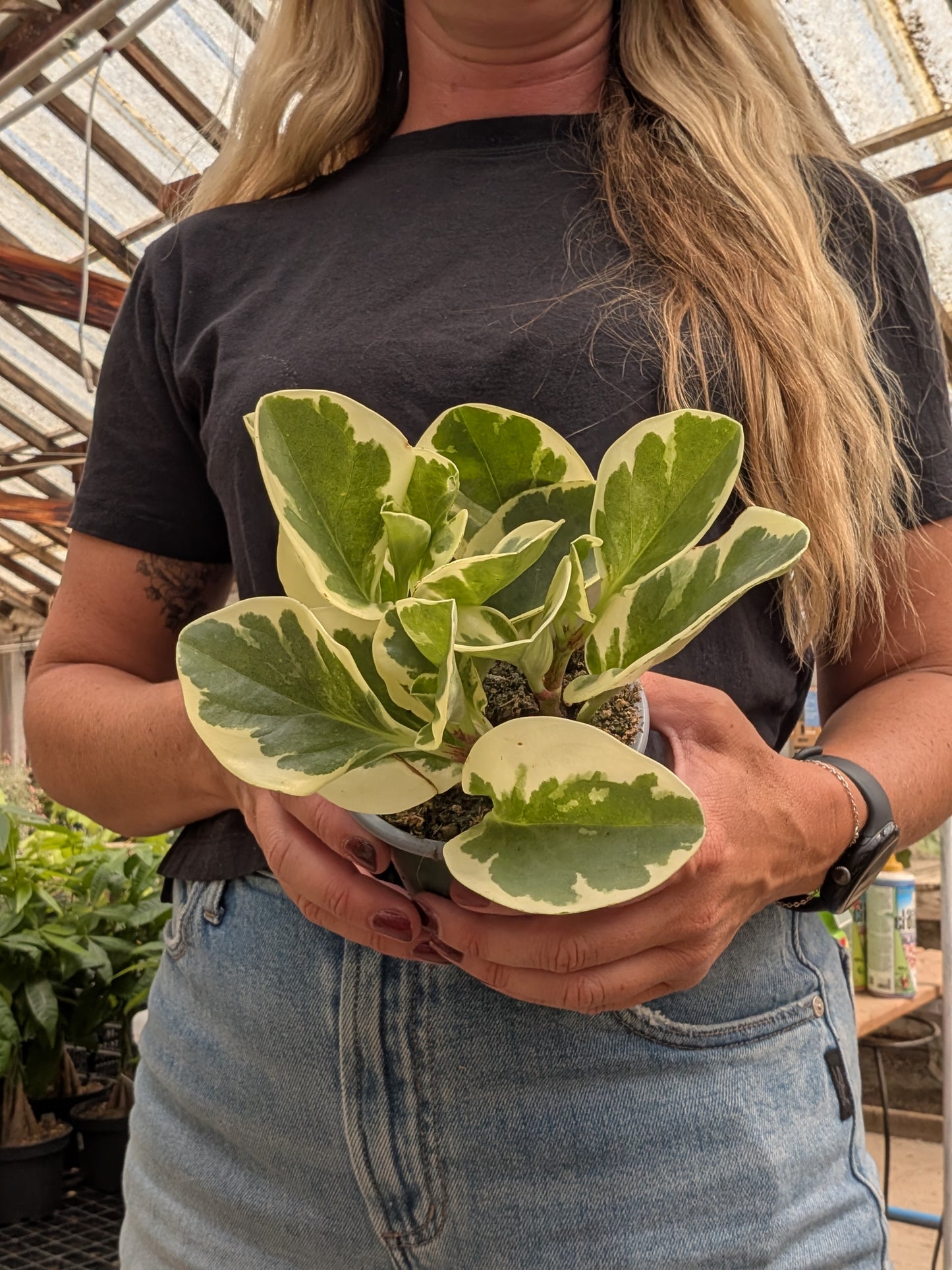 Variegated Pepper Face Peperomia (4")