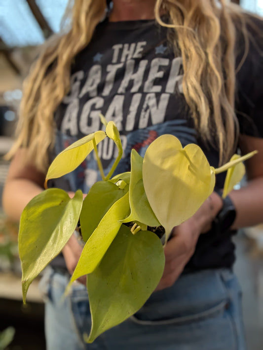 Philodendron Cordatum Lime