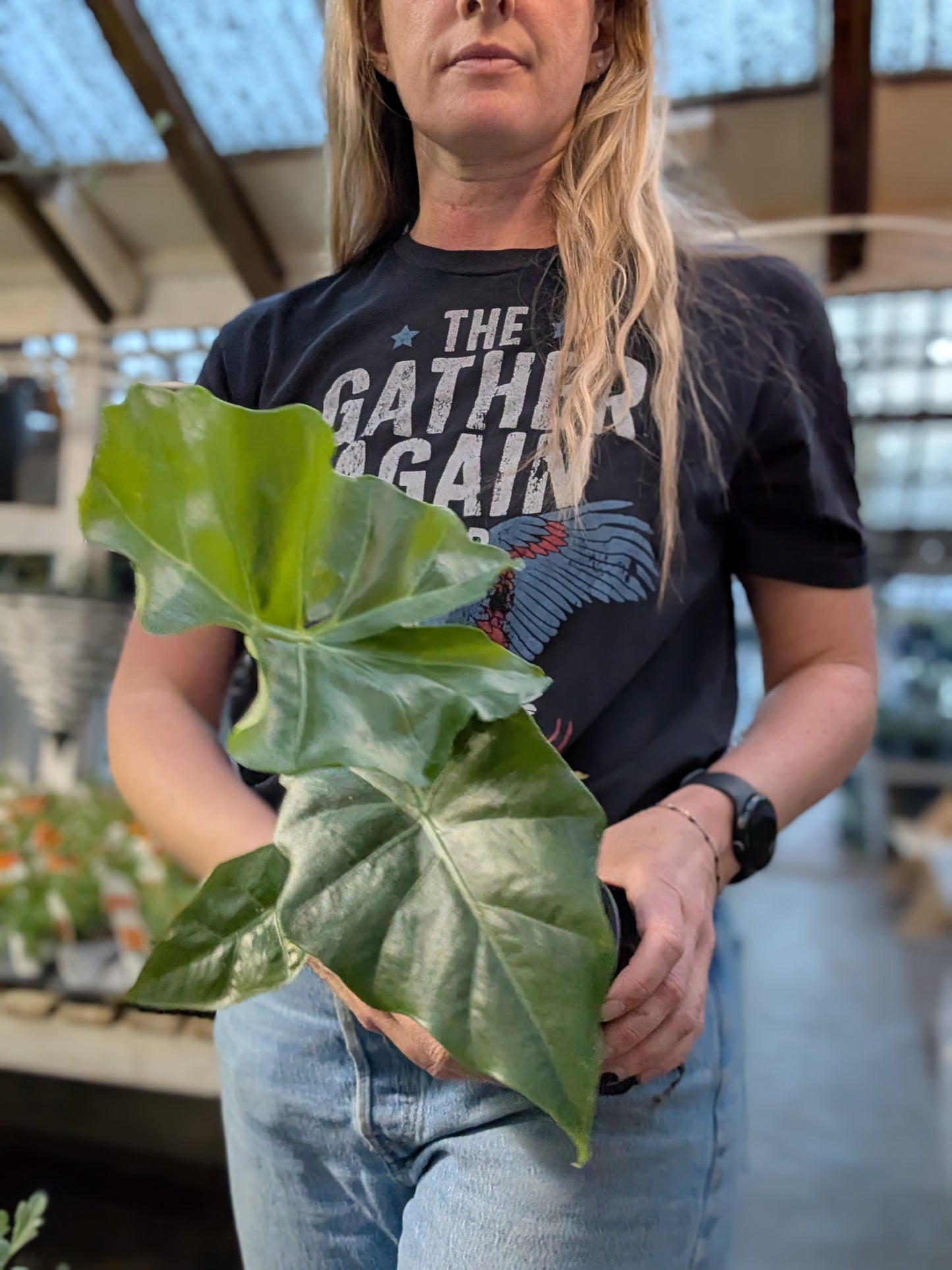 Alocasia Portodora