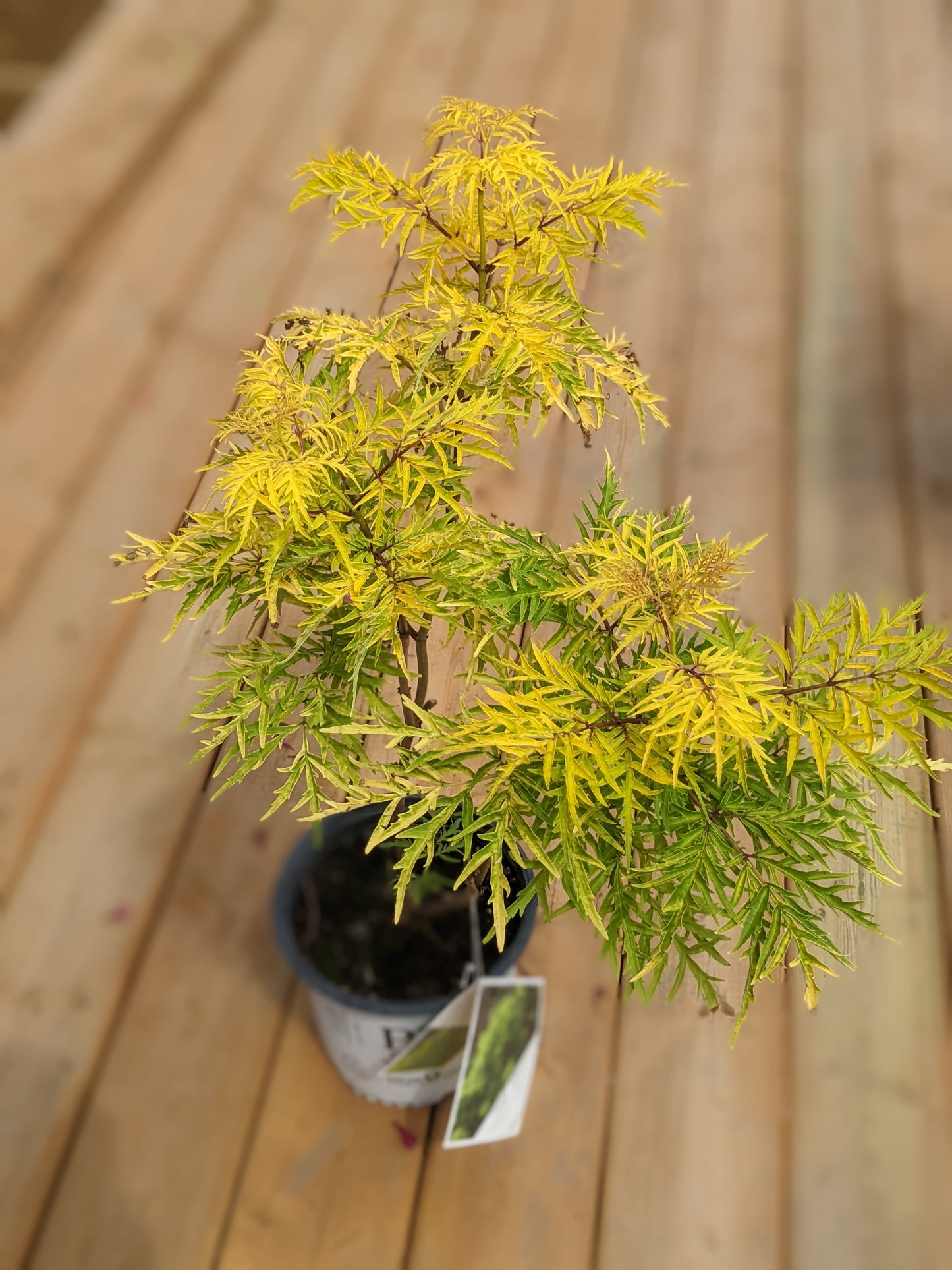 Lemony Lace Elderberry