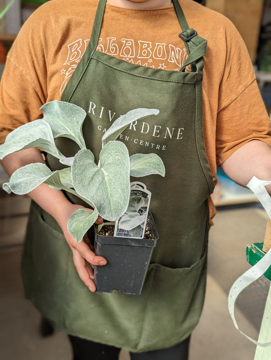 Angel Wings Sea Cabbage