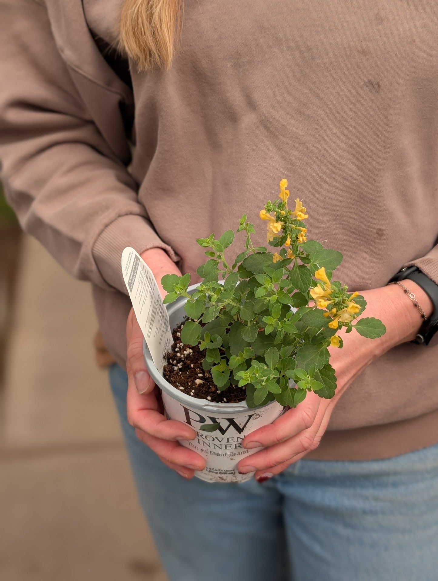 Maestro Gold Agastache (Proven Winners)