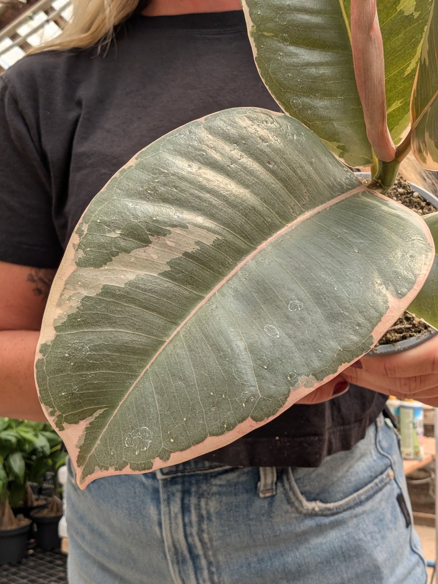 Tineke Rubber Plant (4")