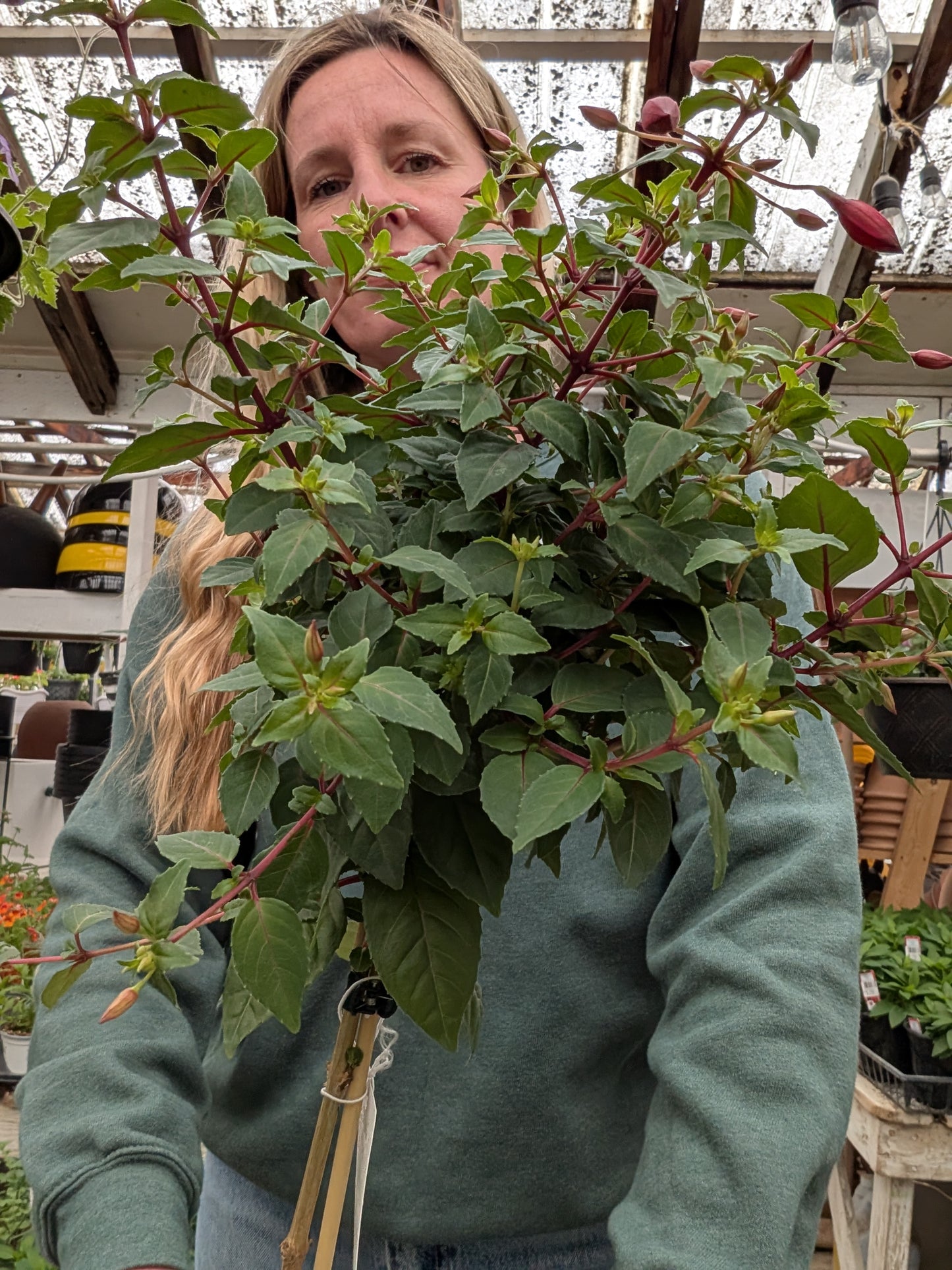 'Angela' Fuchsia Standard