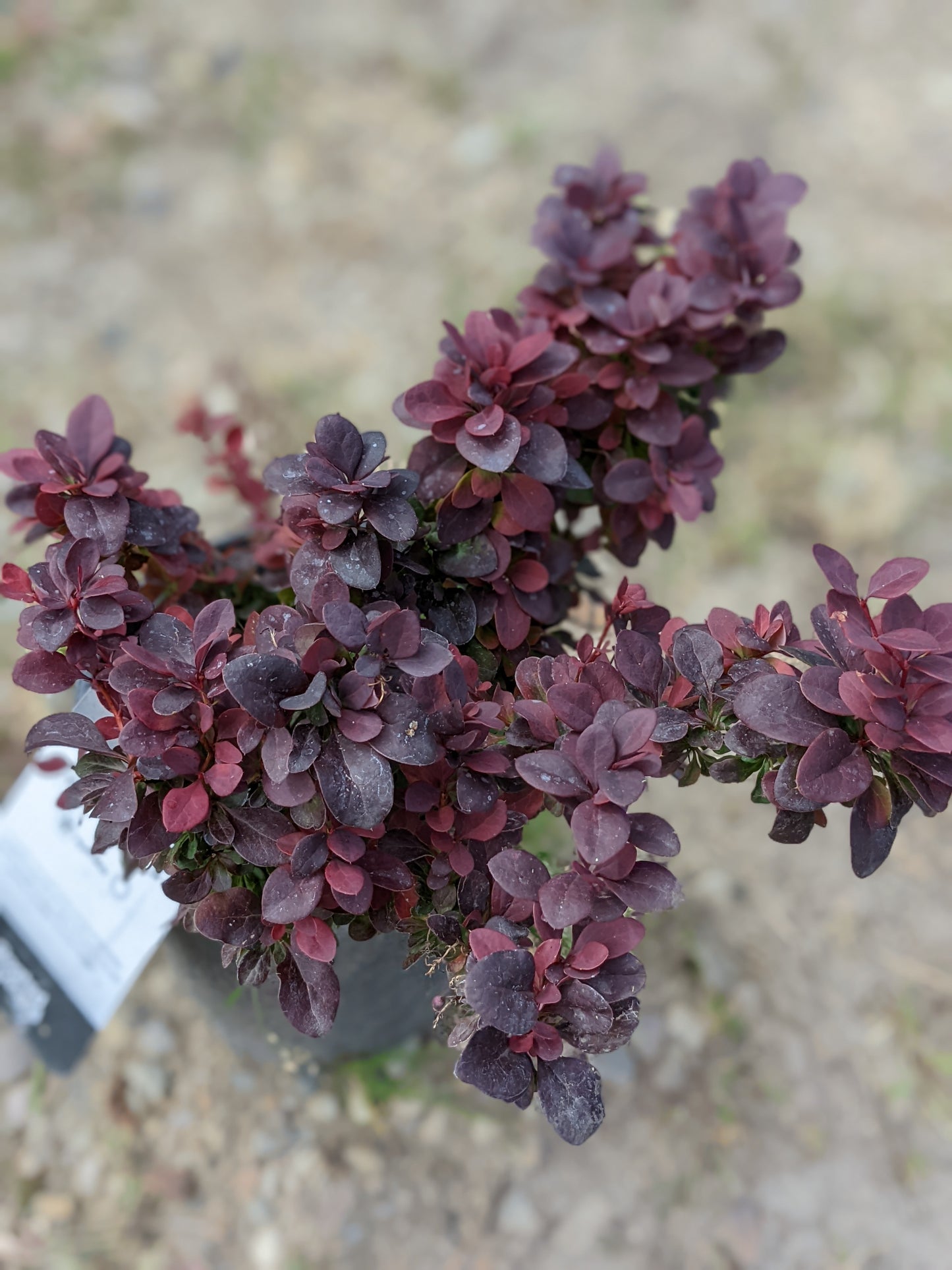 Concorde Barberry