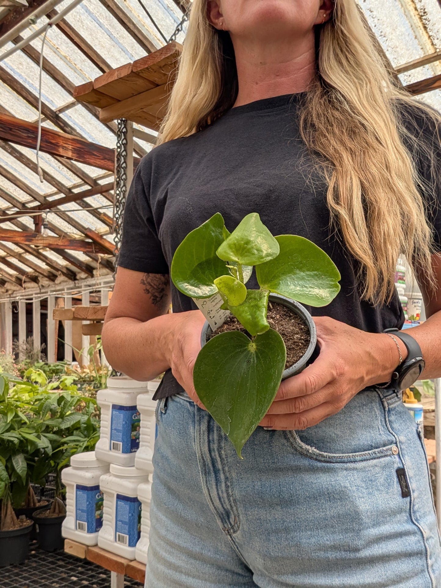 Raindrop Peperomia (4")