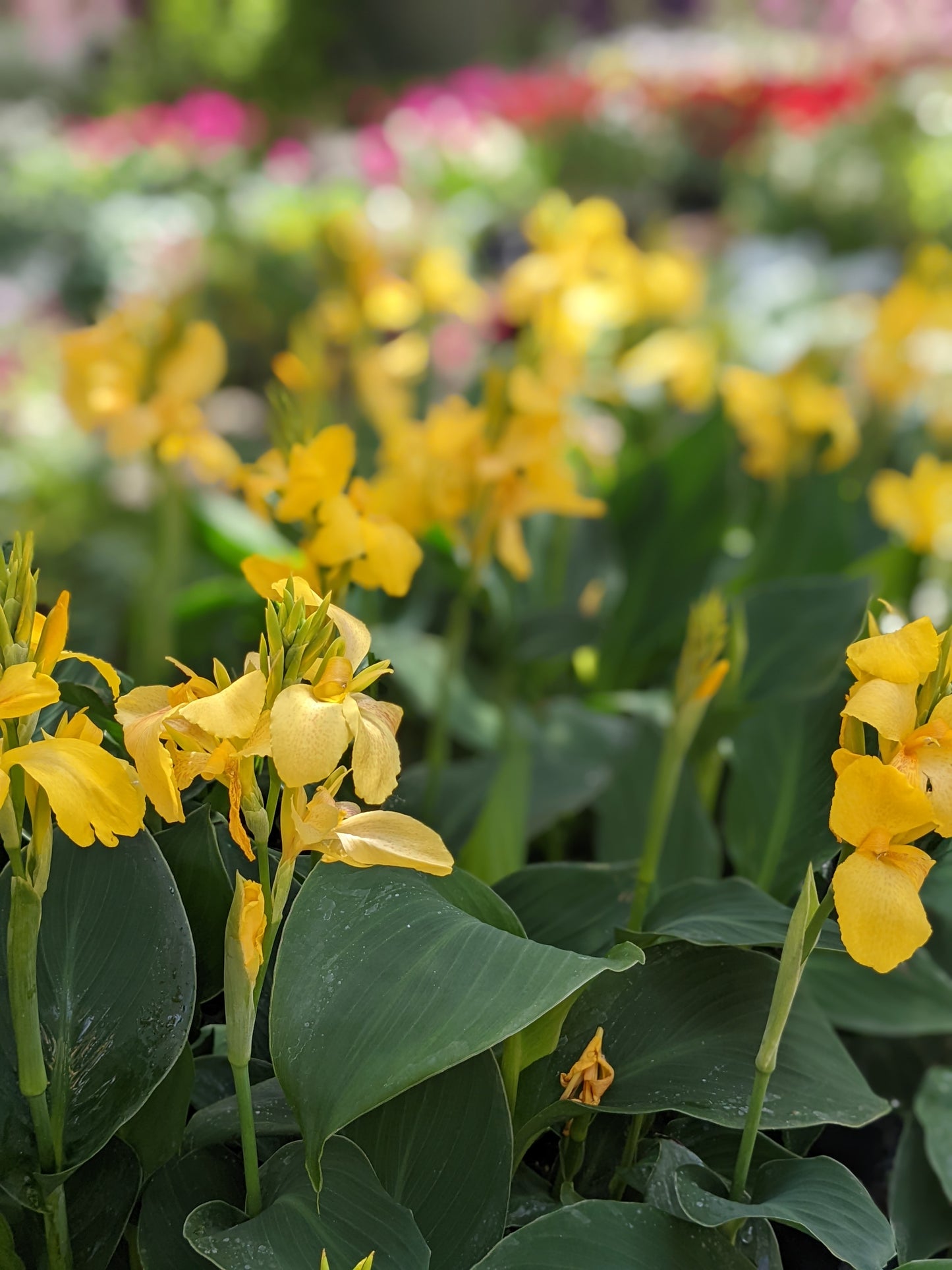 Canna Cannova Yellow